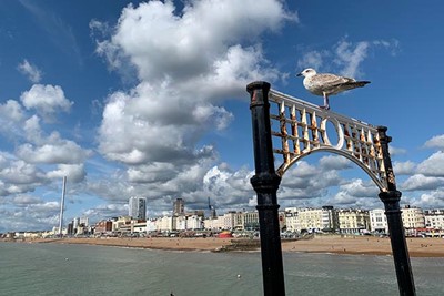 Waar de bijnaam Seagulls van Brighton & Hove Albion vandaan komt? © Ajax Life